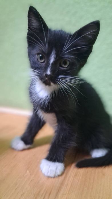 Кошенята в добрі ручки