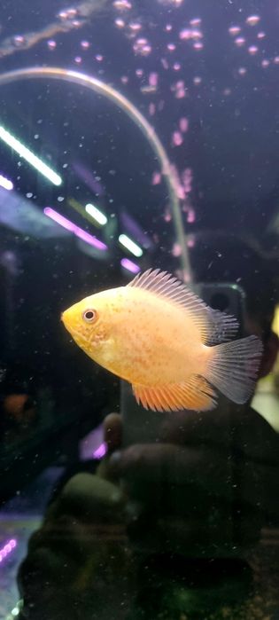 Pielęgnica severum red spotted