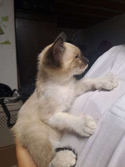 Gatinho macho com 2 meses para adoção