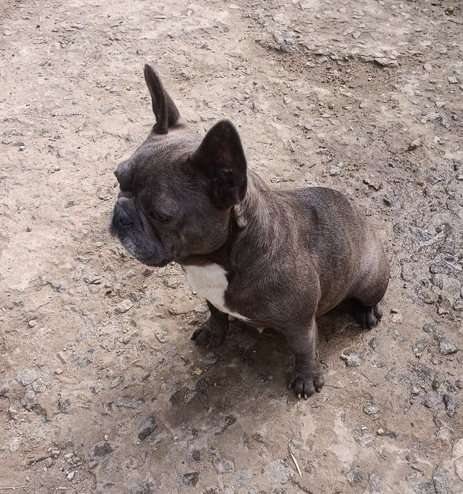 Пропонуємо французських бульдогів самки