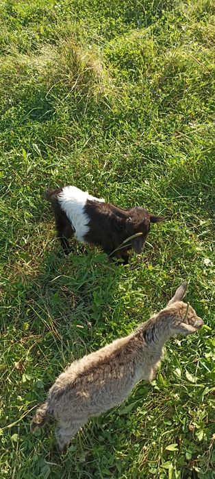 Продам козу дойну и також козенят