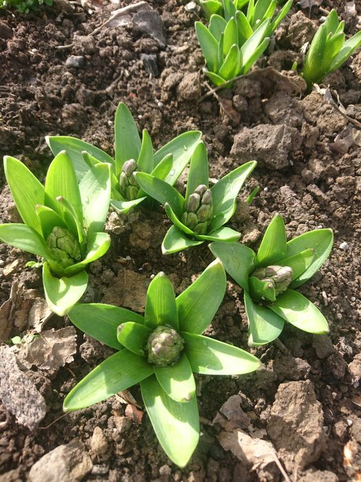 Гіацинти цибулини пахуча