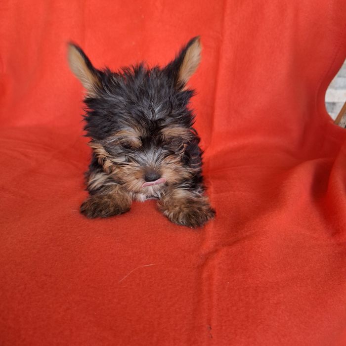 Yorkshire terrier piesek rodowód + wyprawka