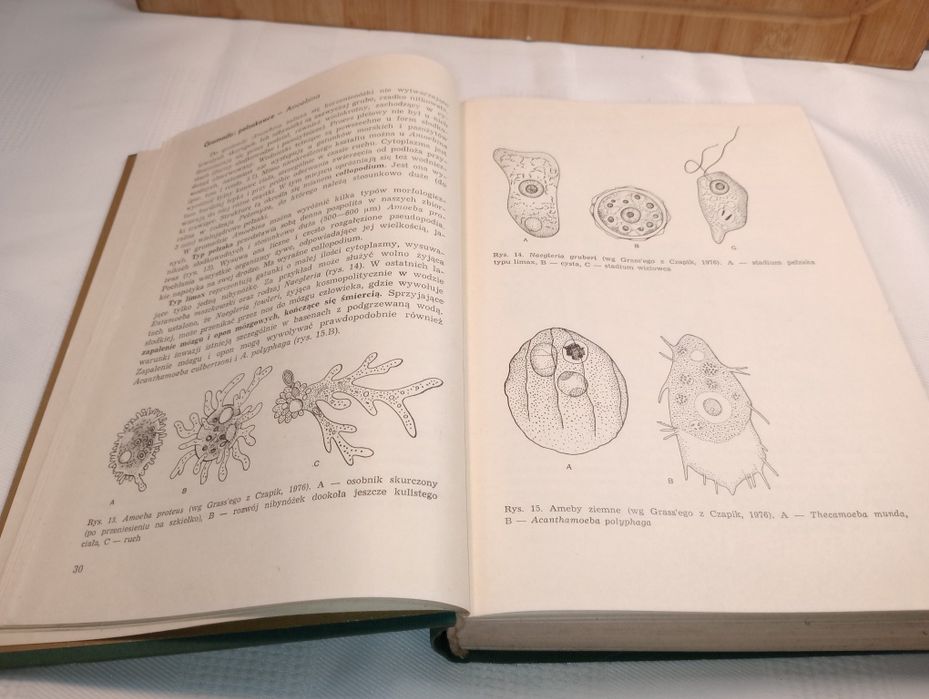Zoologia. Część systematyczna. T.2. Aleksander Rajski