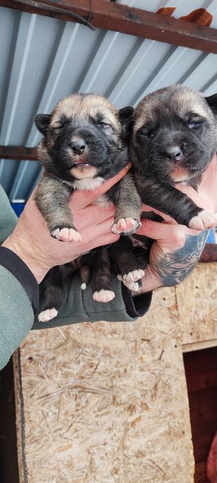 Девочка и мальчик  . Звоните