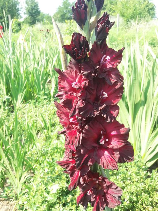 Продам цибулини гладіолусів