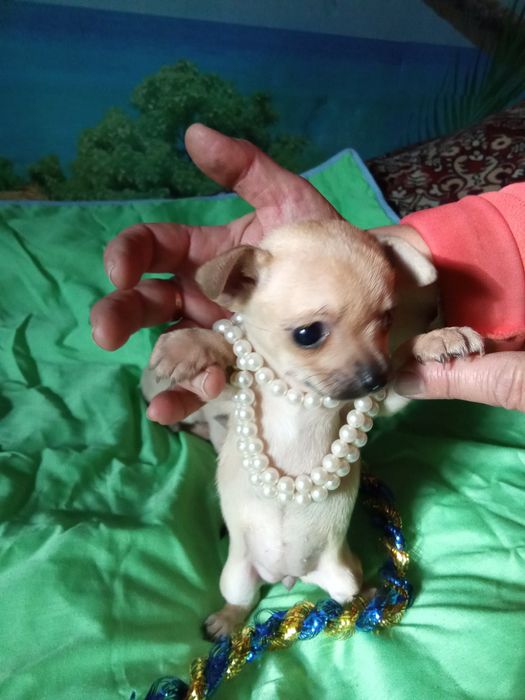 Гарненькі дівчатка