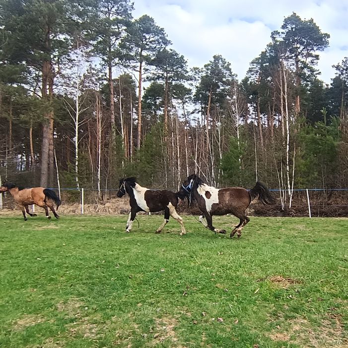 Koń hucuł klacz wałach