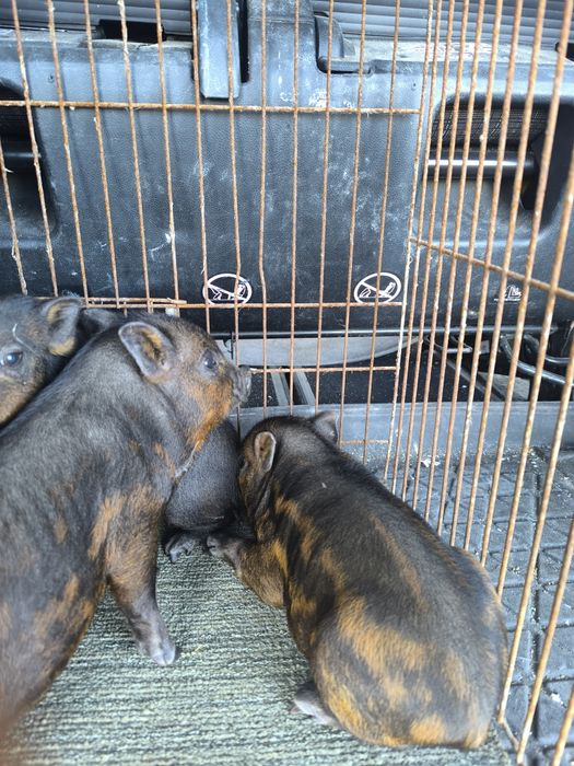 Mini pigs filhos de mãe preta e pai castanho