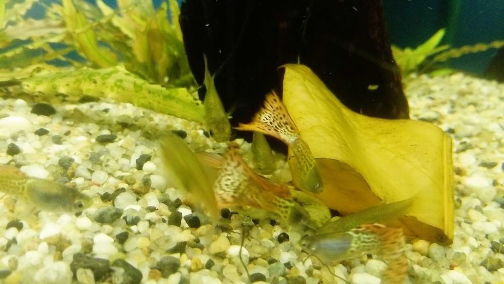 Gupik Moskiewski Filigram Rasowe Samiec Samica