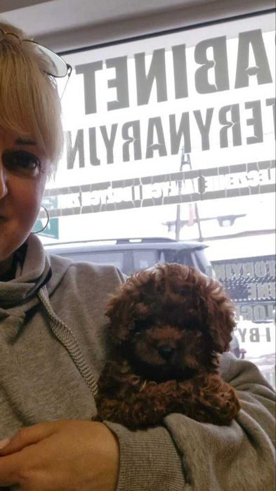 Pudel toy. Color red