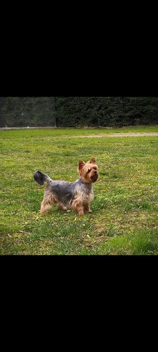 Piesek rasy Yorkshire terrier