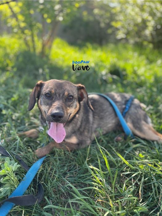 Dixi - mała sunia do adopcji