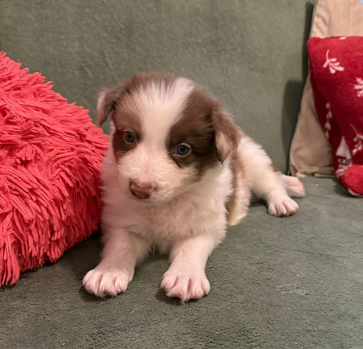 Border collie pies chocko merle Lolek