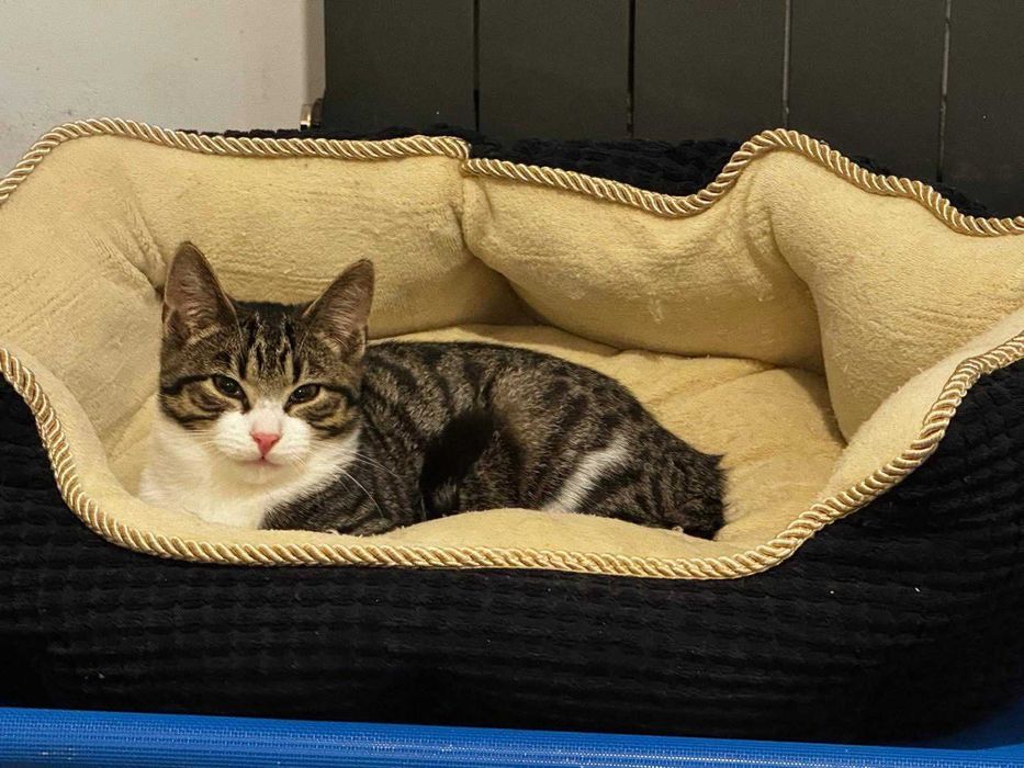 Fajny, młody kocutek szuka domu