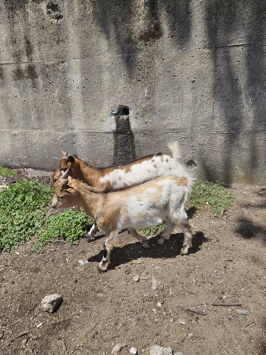 Cabrito macho anão para venda