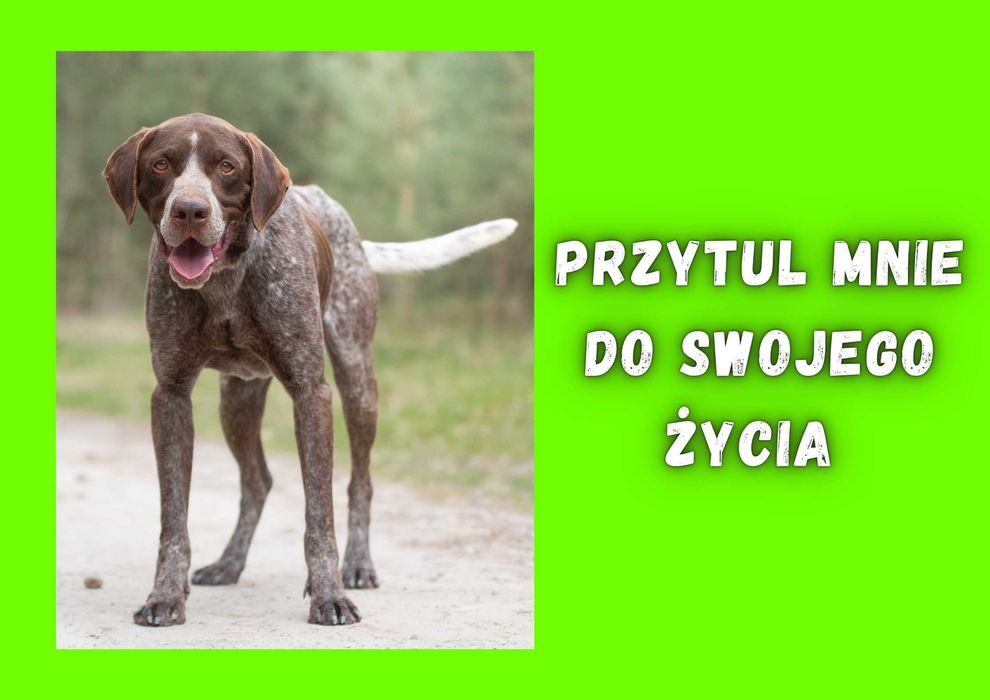 FOLVER - marzy o nowym domu i rodzinie