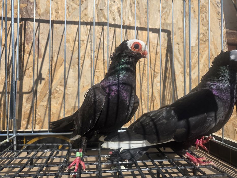 Para koroniarzy kończtych