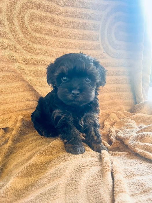 Йорк+ Пудель Йоркіпу