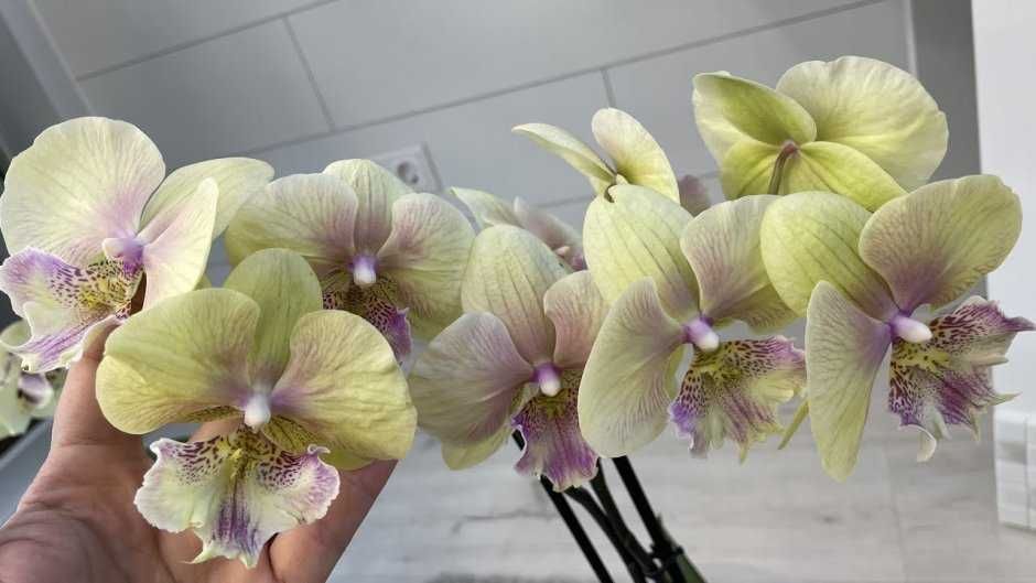 Орхидея крупные цветы