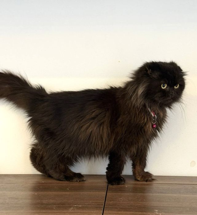 Киця пухнаста стерилізована