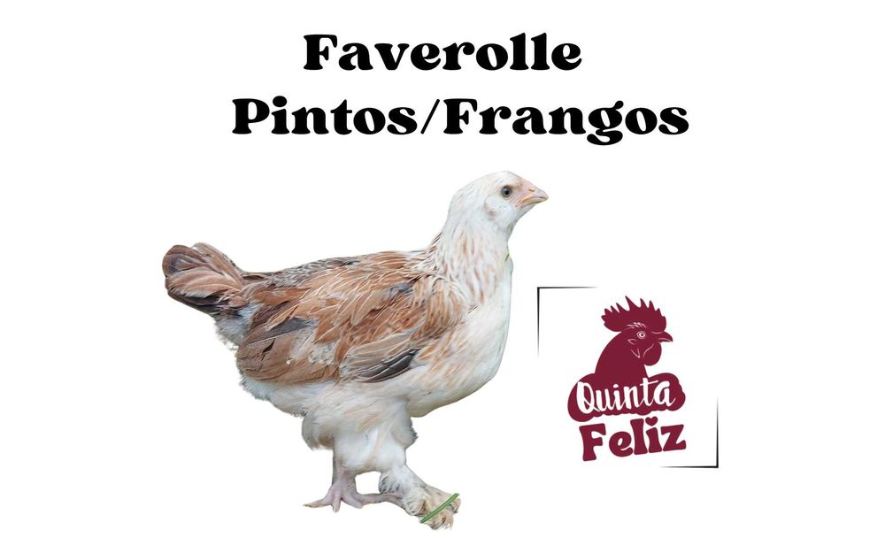 Faverolles - Pintos, frangos de raça pura