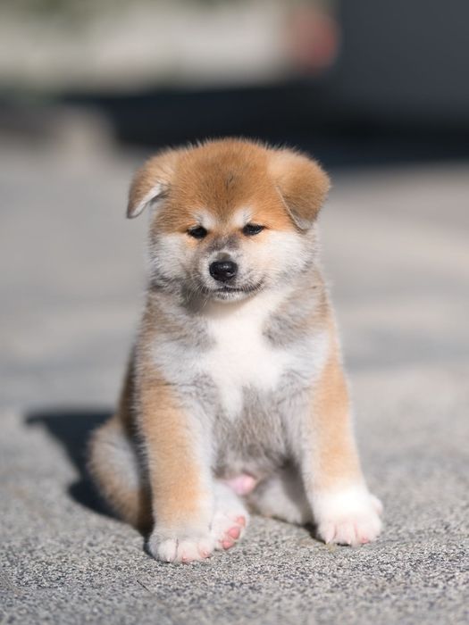 Akita Inu, piękny czerwony chłopiec-ZKwP/FCI & AKIHO