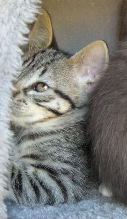 Gatinho as riscas,para adotar.Macho,2 mezes