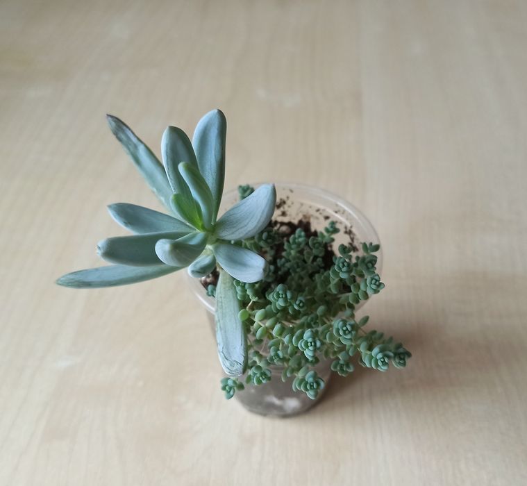 Сукуленти, кімнатні рослини