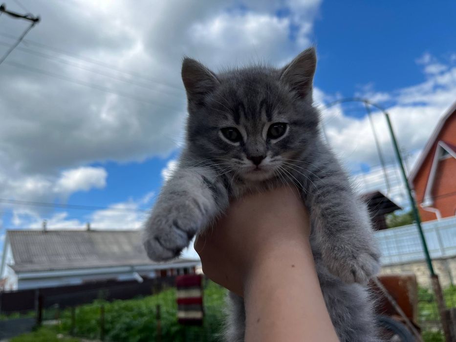 Грайливі милі кошенята