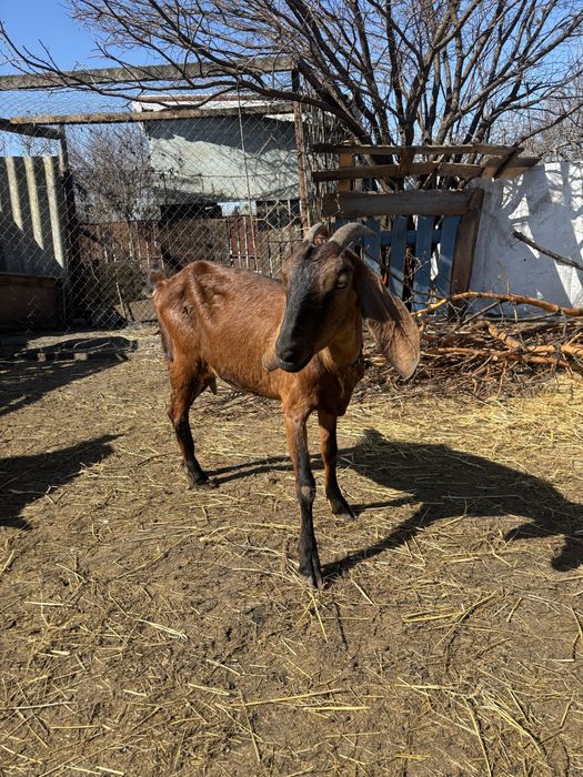 Англо- Нубійська коза