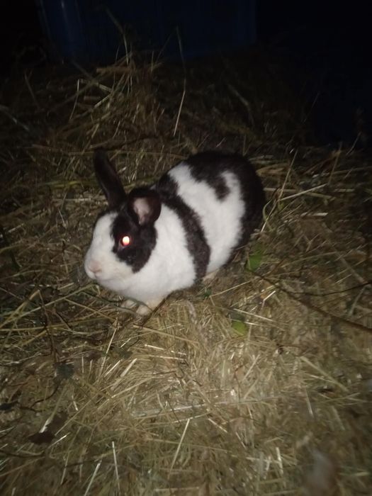 Sprzedam króliki