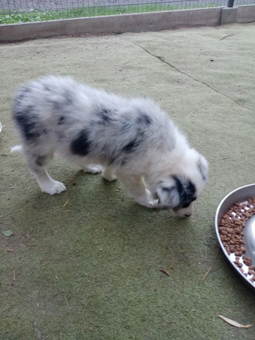 Piesek border collie blue merle