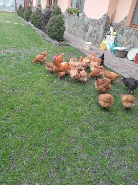 Палевий орпінгтон