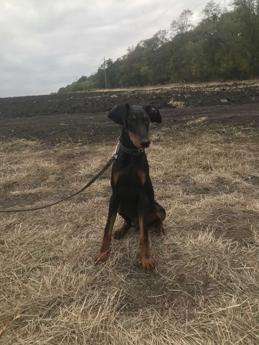 Продам добермана