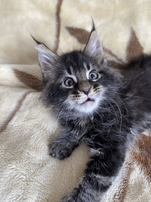 Мейн - кун кошенята