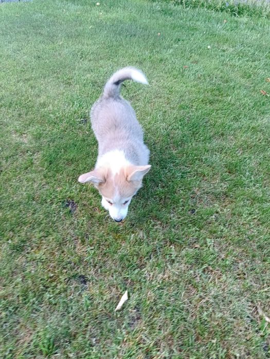 Piesek Welsh Corgi PEMBROKE - Kapsel