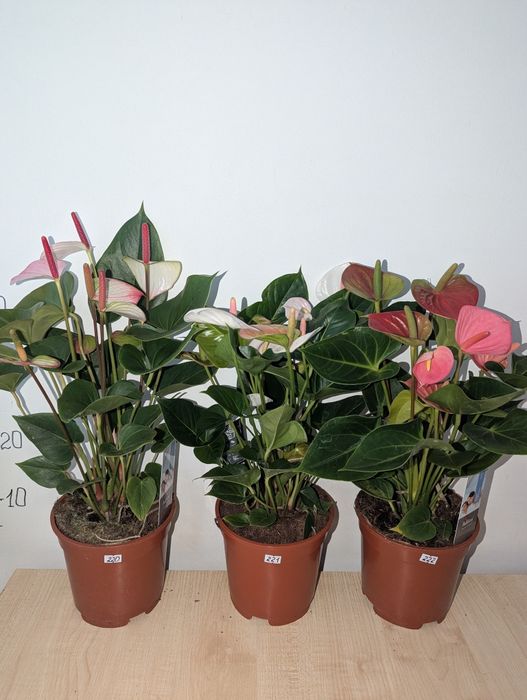 Антуріум, антуріум Лілі Lilli