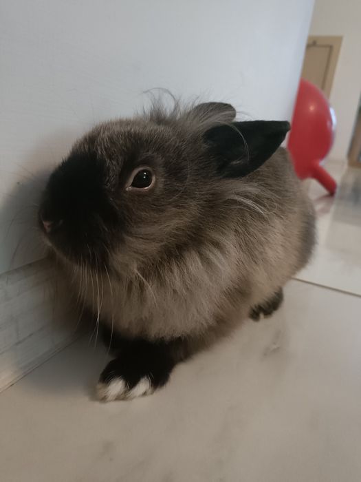 Króliki miniaturki