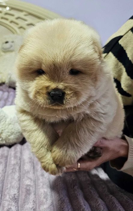 Цуцинята чау-чау