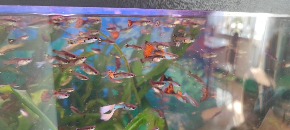 Ryby akwariowe gupiki