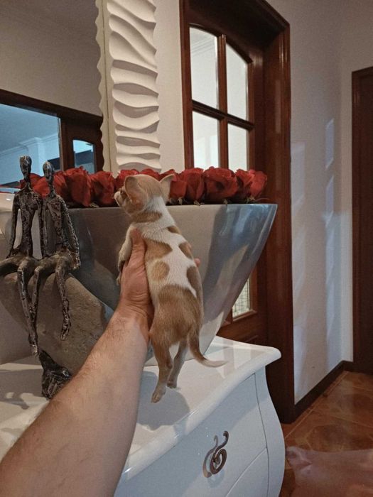 Chihuahua Suiperminiatura MACHINHO BRANCO E IZABELLA com LOP E AFIXO
