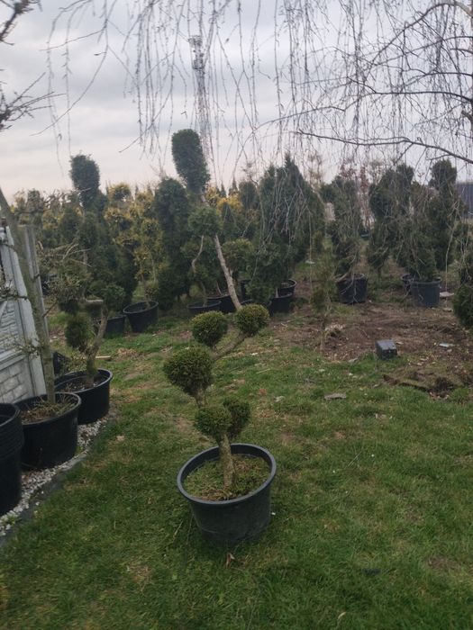 Thuja formowana. bonsai