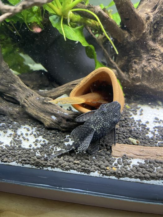 Ancistrus com 1 centimetro