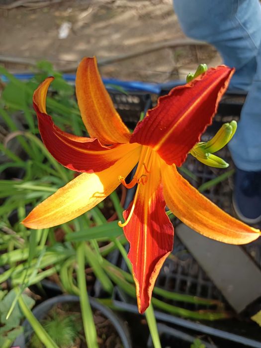 Hemerocallis fulva