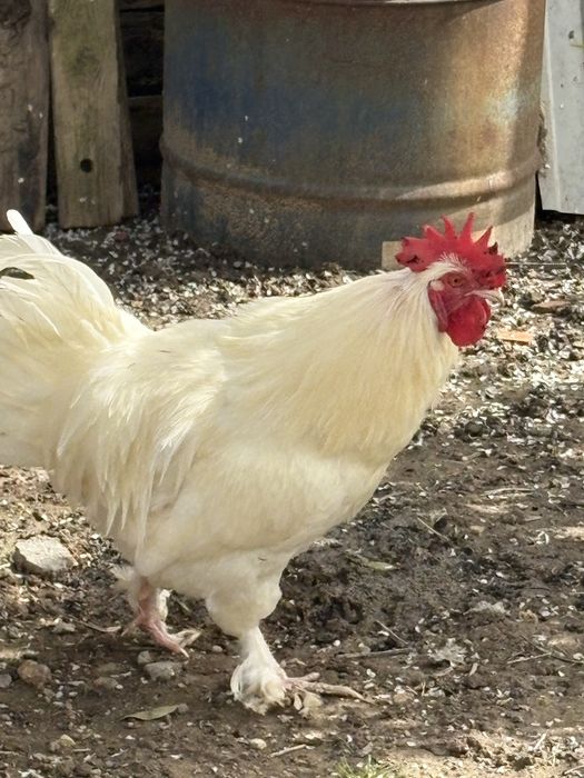 Vendo casal de Marans Brancos