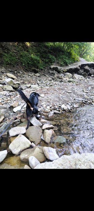 Chilo szuka cierpliwego i kochającego domu