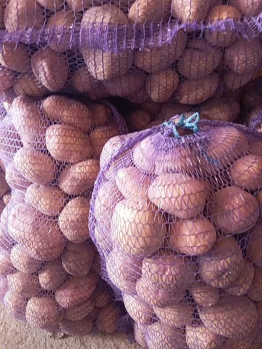 Продам домашню картоплю