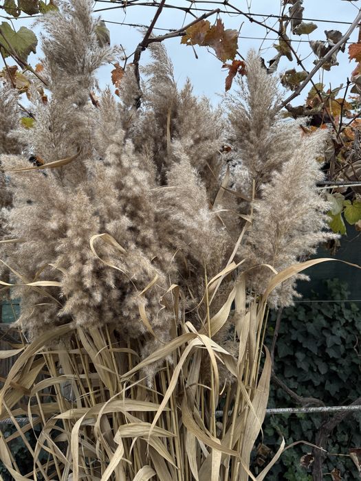 Пампасна трава, очерет, комиш