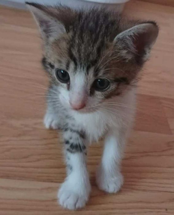 Kociczka do adopcji